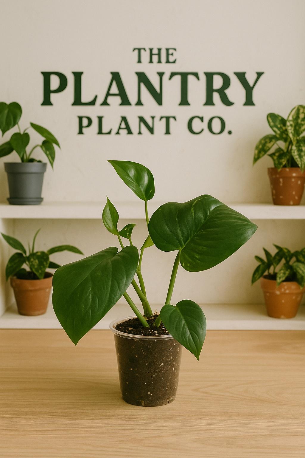 Golden Pothos