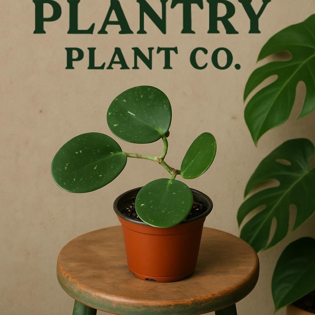 Hoya obovata