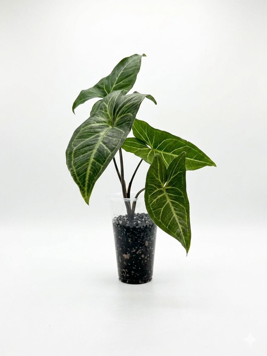 Plant of the Week