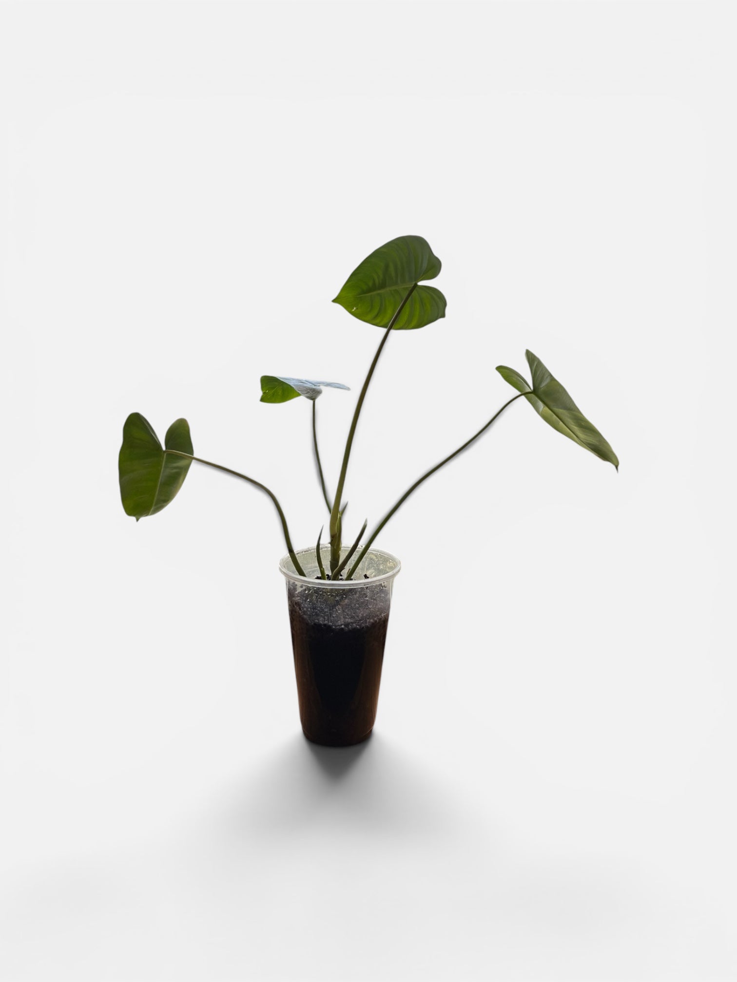 Philodendron Burle Marx — newest plants at The Plantry Plant Co.