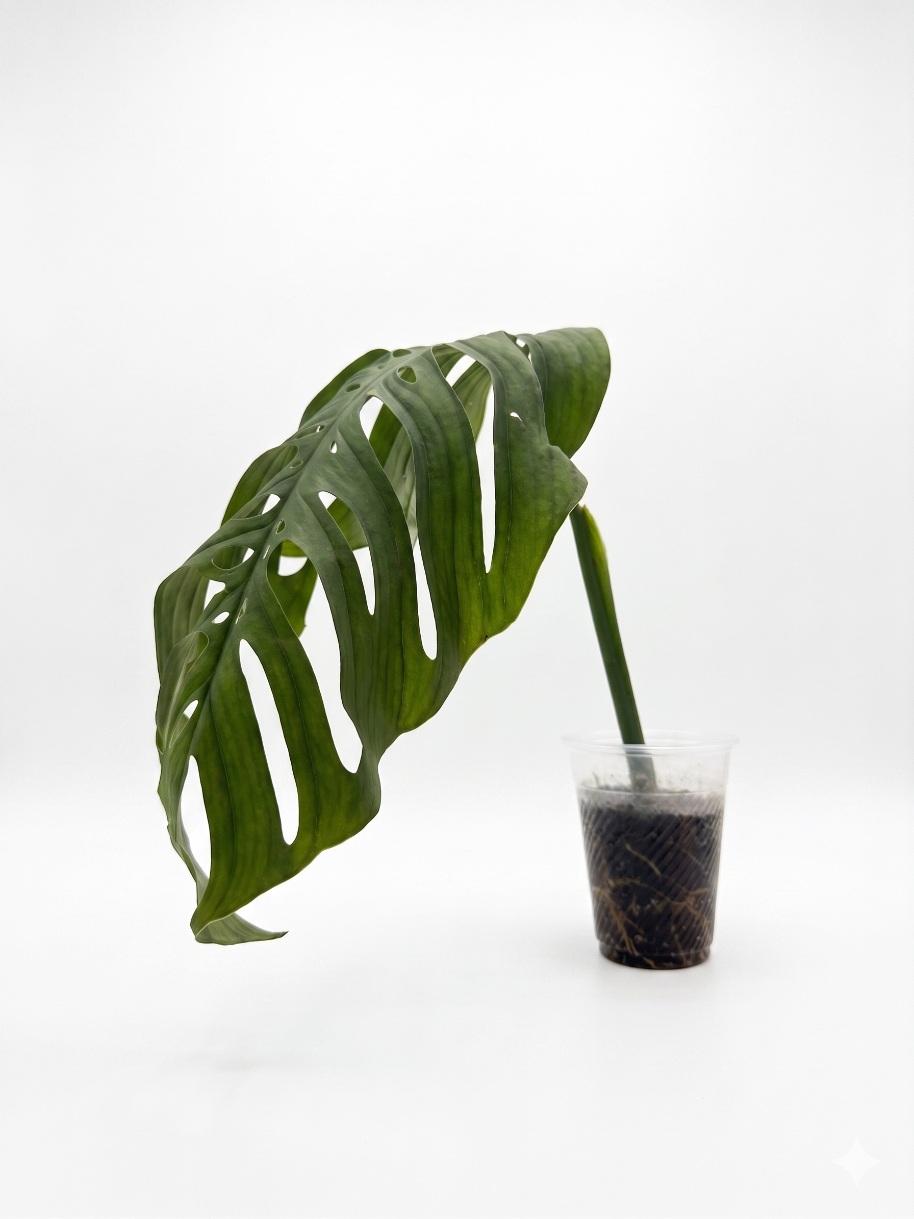Monstera Esqueleto — Single Leaf