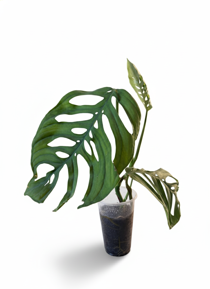 Monstera Esqueleto
