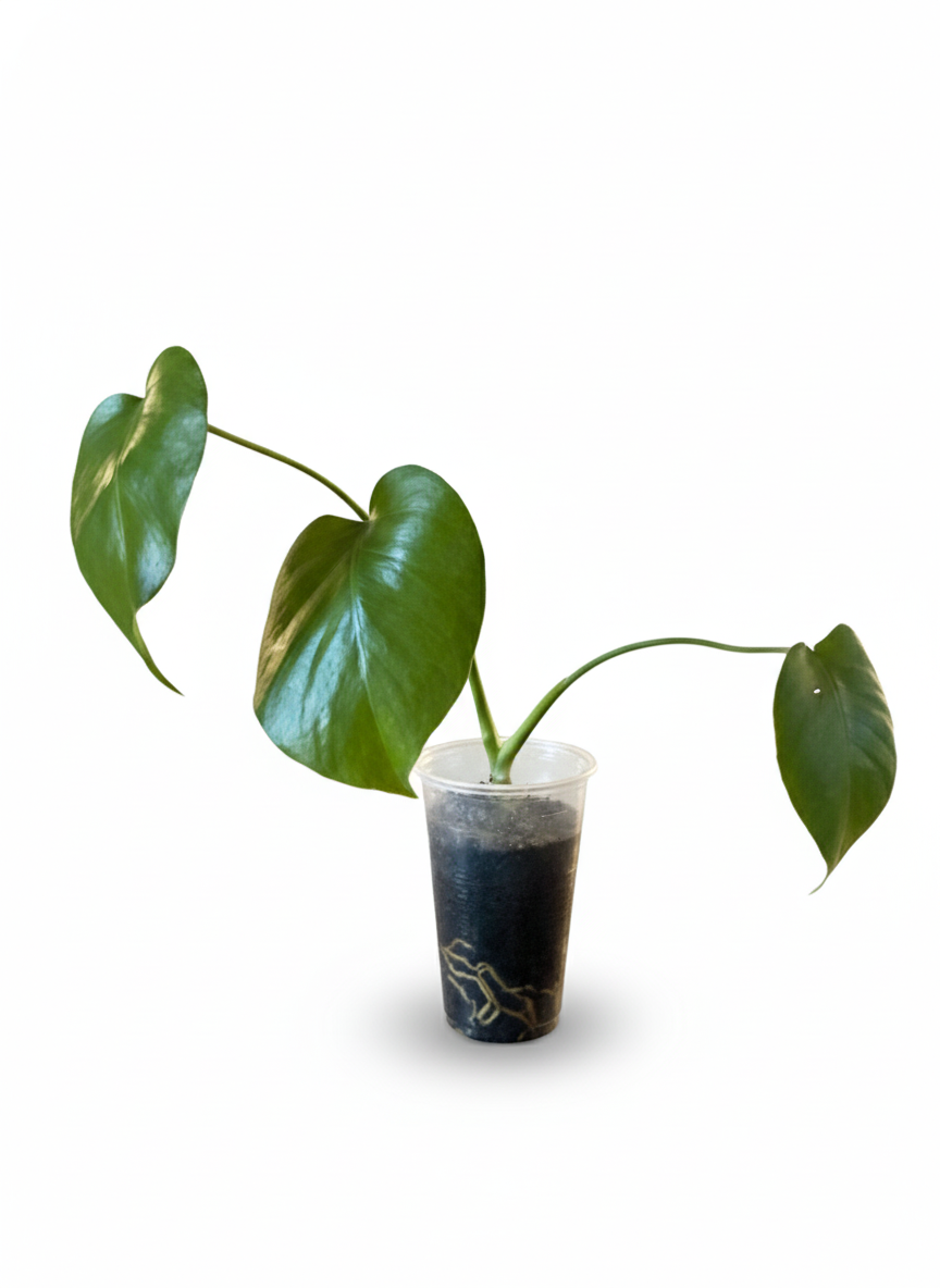 Monstera Deliciosa