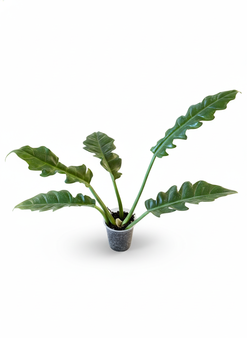 Philodendron Jungle Boogie 5 leaf 3" Pot