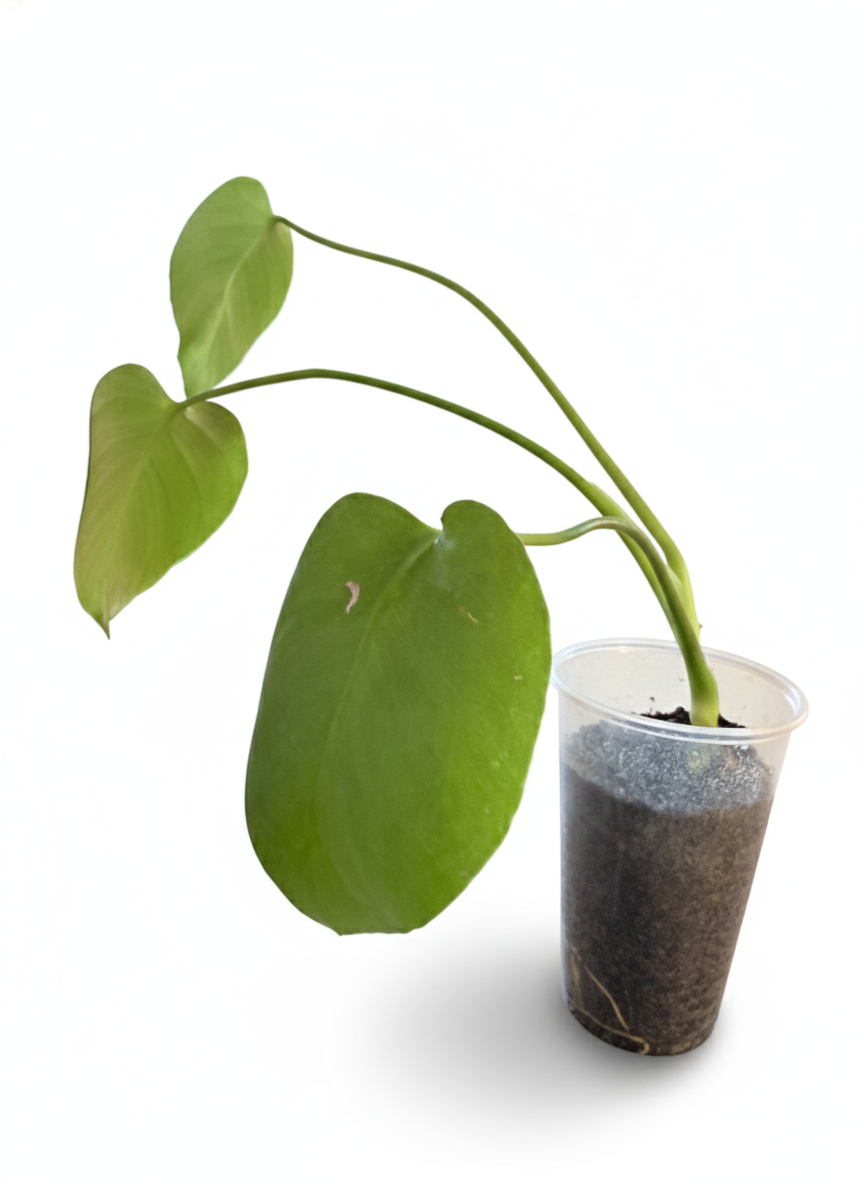 Monstera Deliciosa