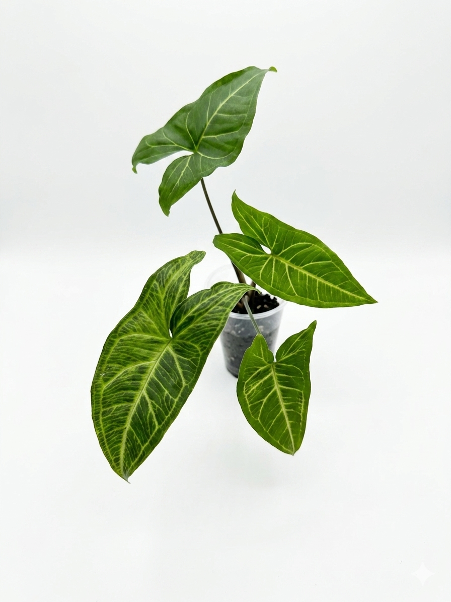 Syngonium Batik