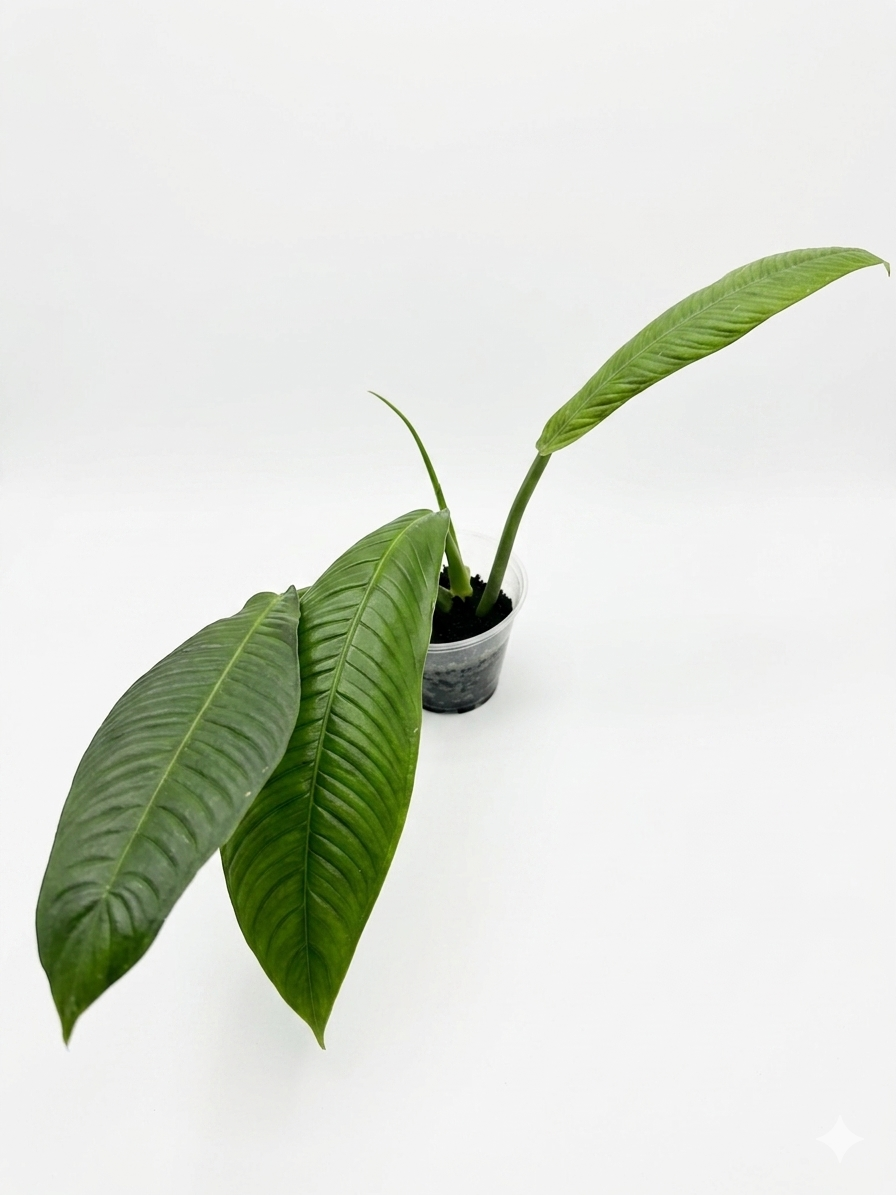 Philodendron Campii 'Lynette'