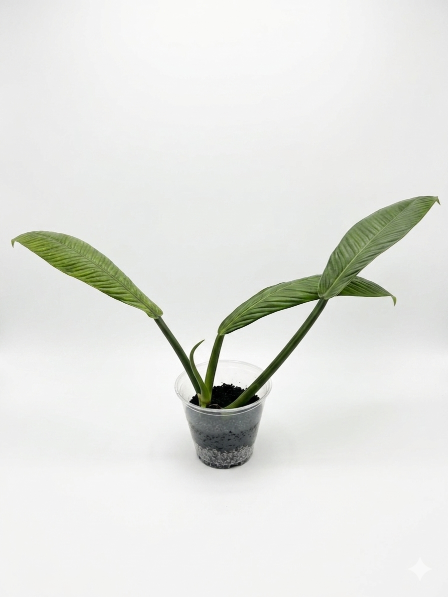 Philodendron Campii 'Lynette'