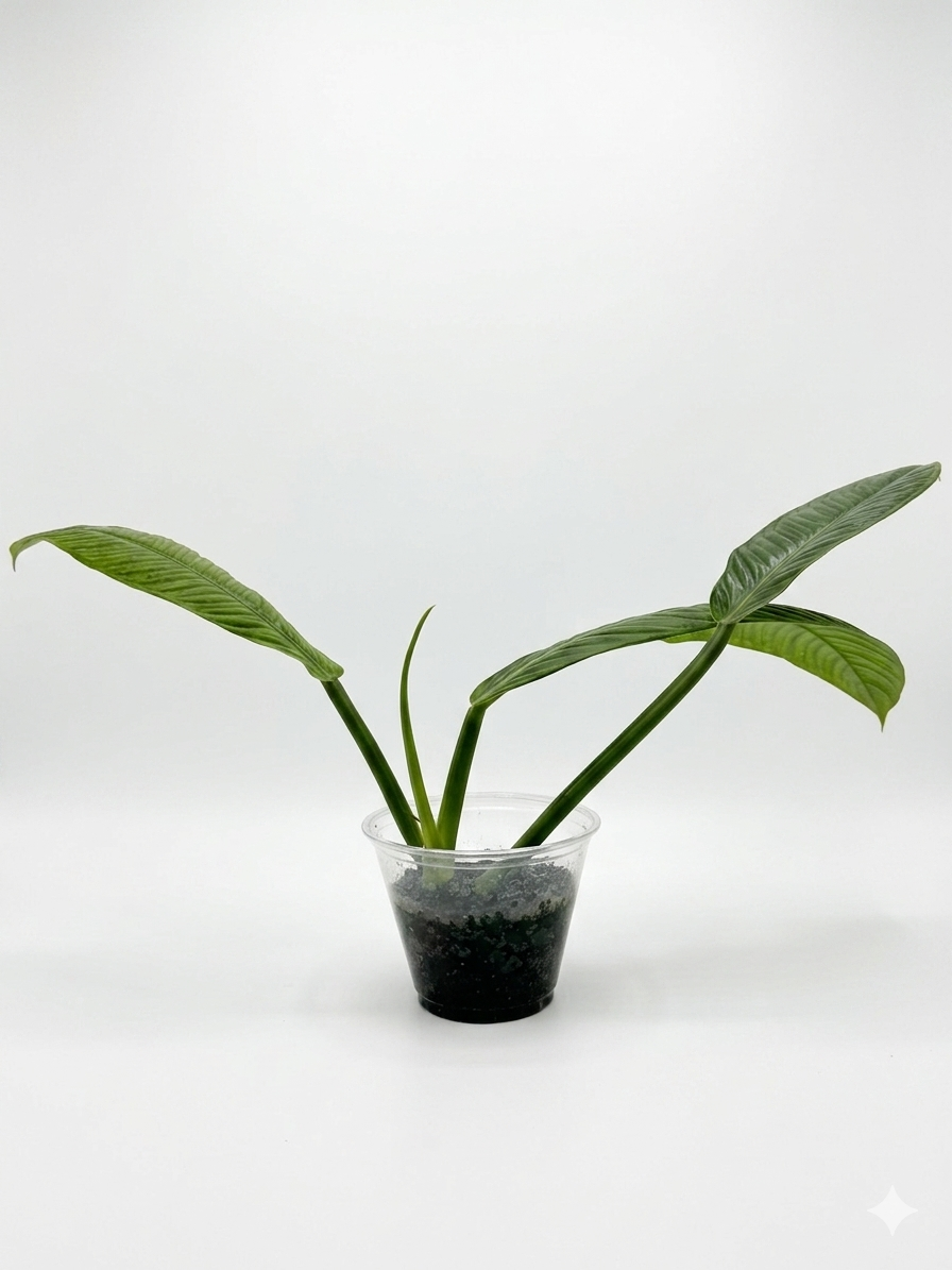 Philodendron Campii 'Lynette'