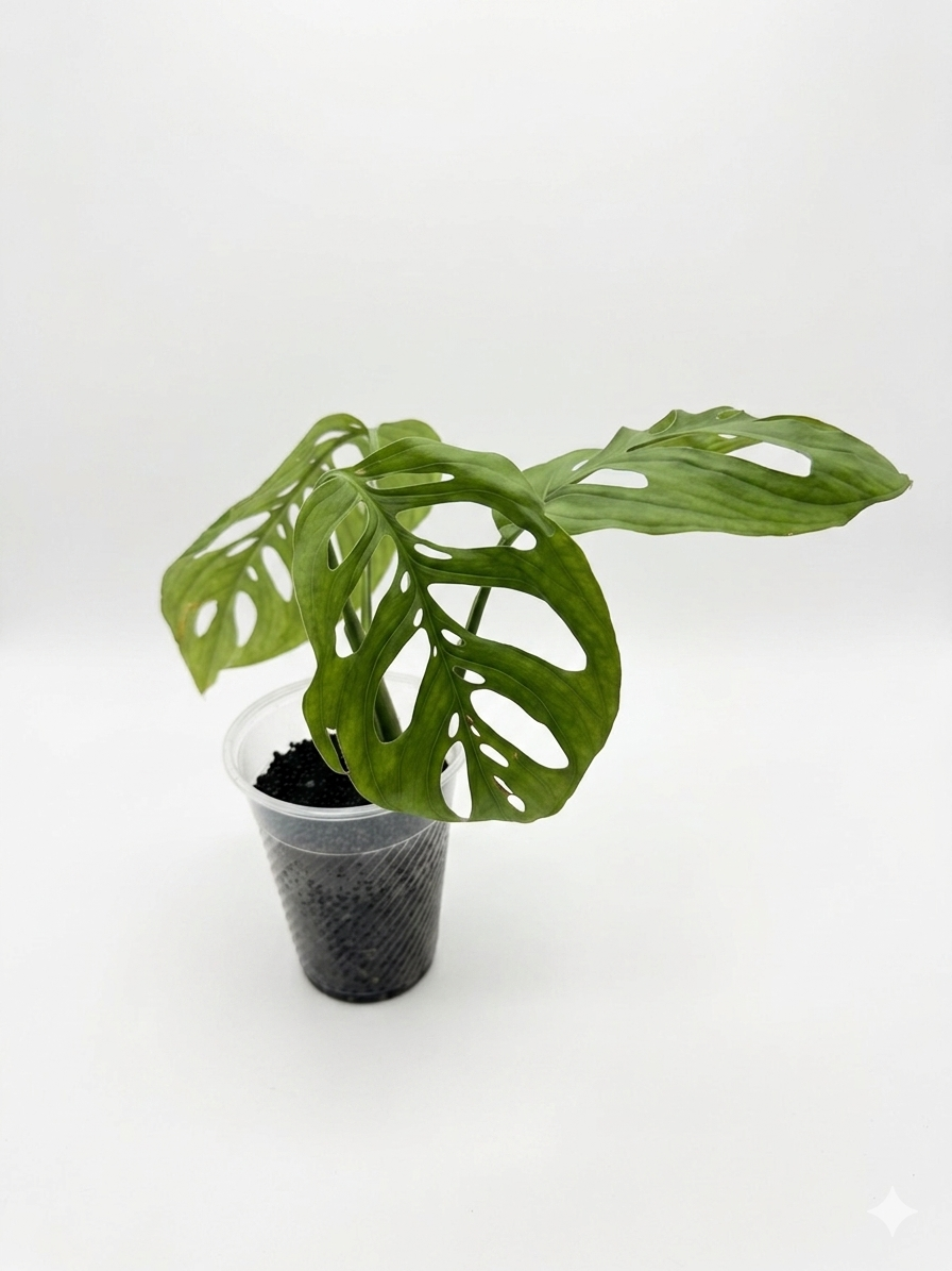 Monstera Esqueleto
