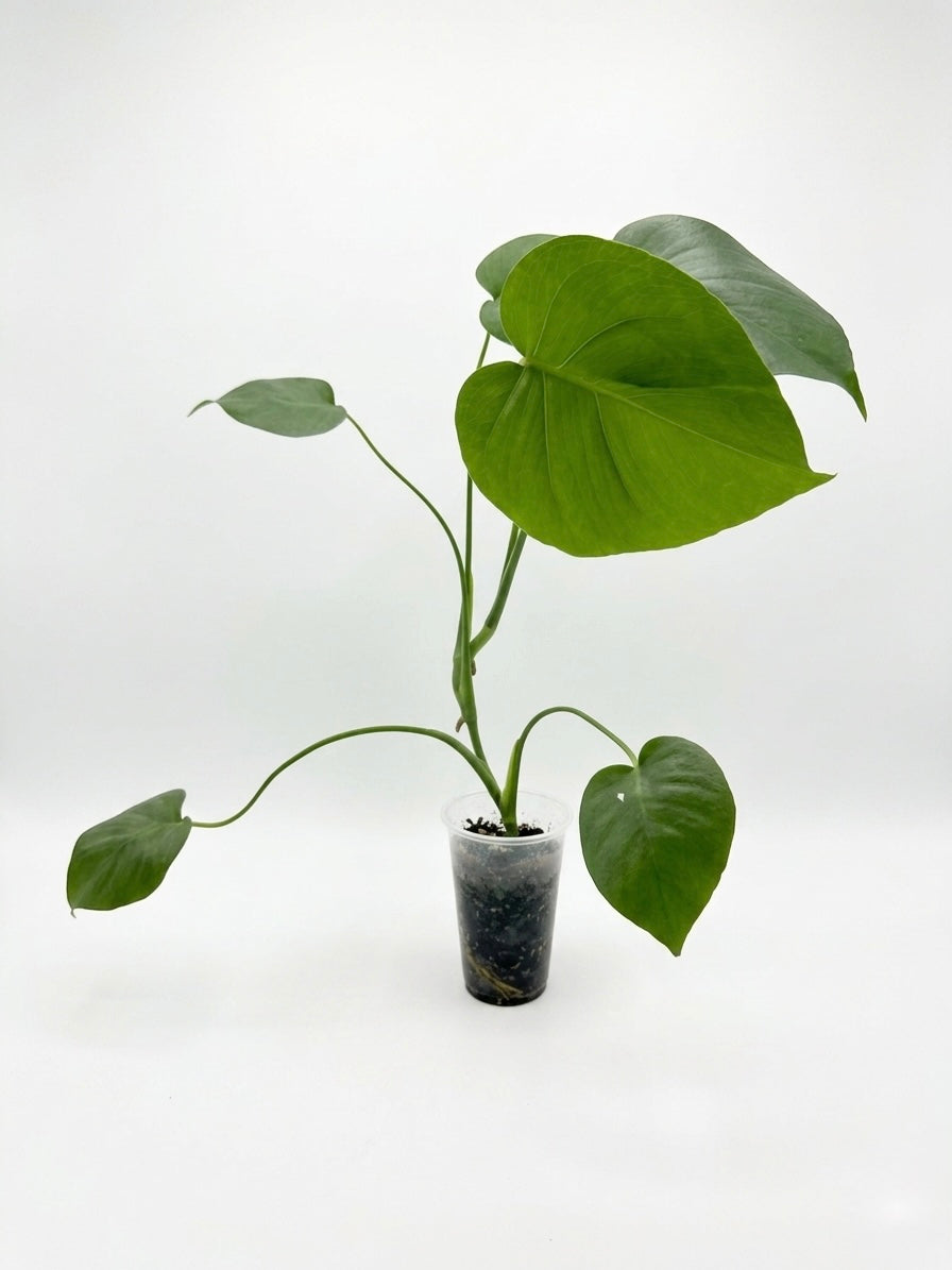 Monstera Deliciosa