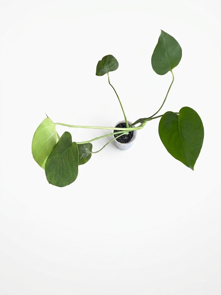 Monstera Deliciosa