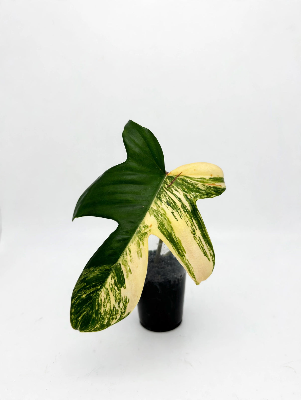 Philodendron Florida Beauty Sunrise — High Variegation