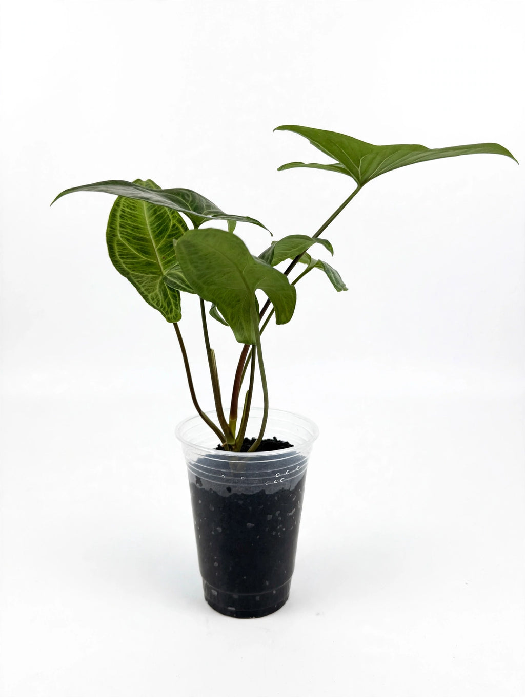 Syngonium Batik — Silver Marbled