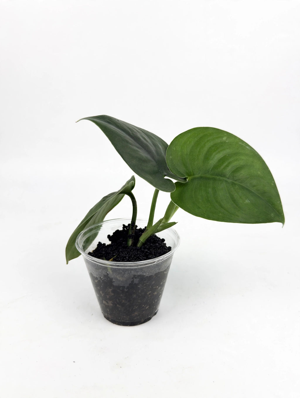 Scindapsus Jade