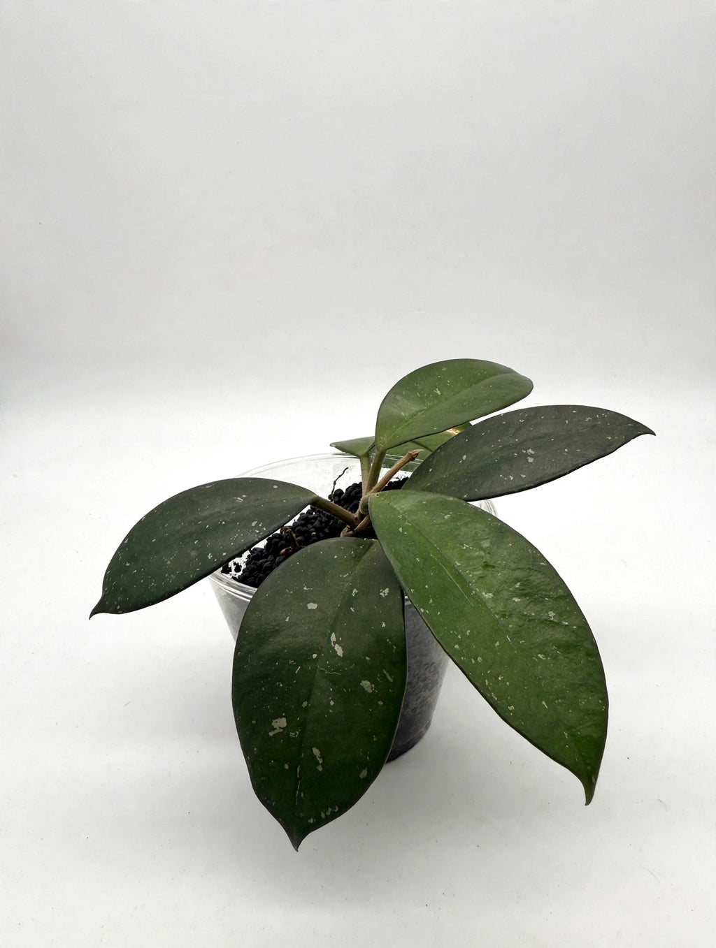 Hoya Fungii