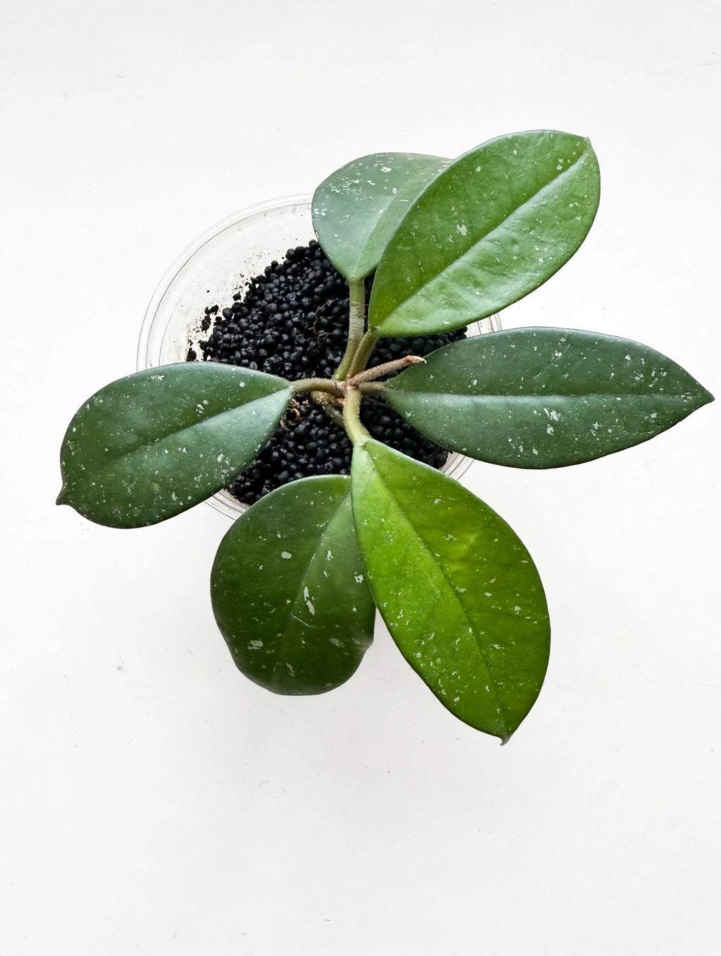 Hoya Fungii