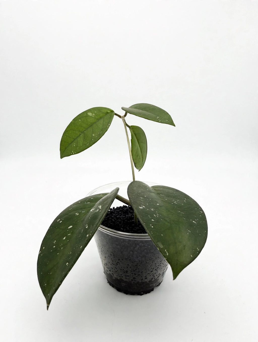 Hoya Fungii — Rooted Cutting