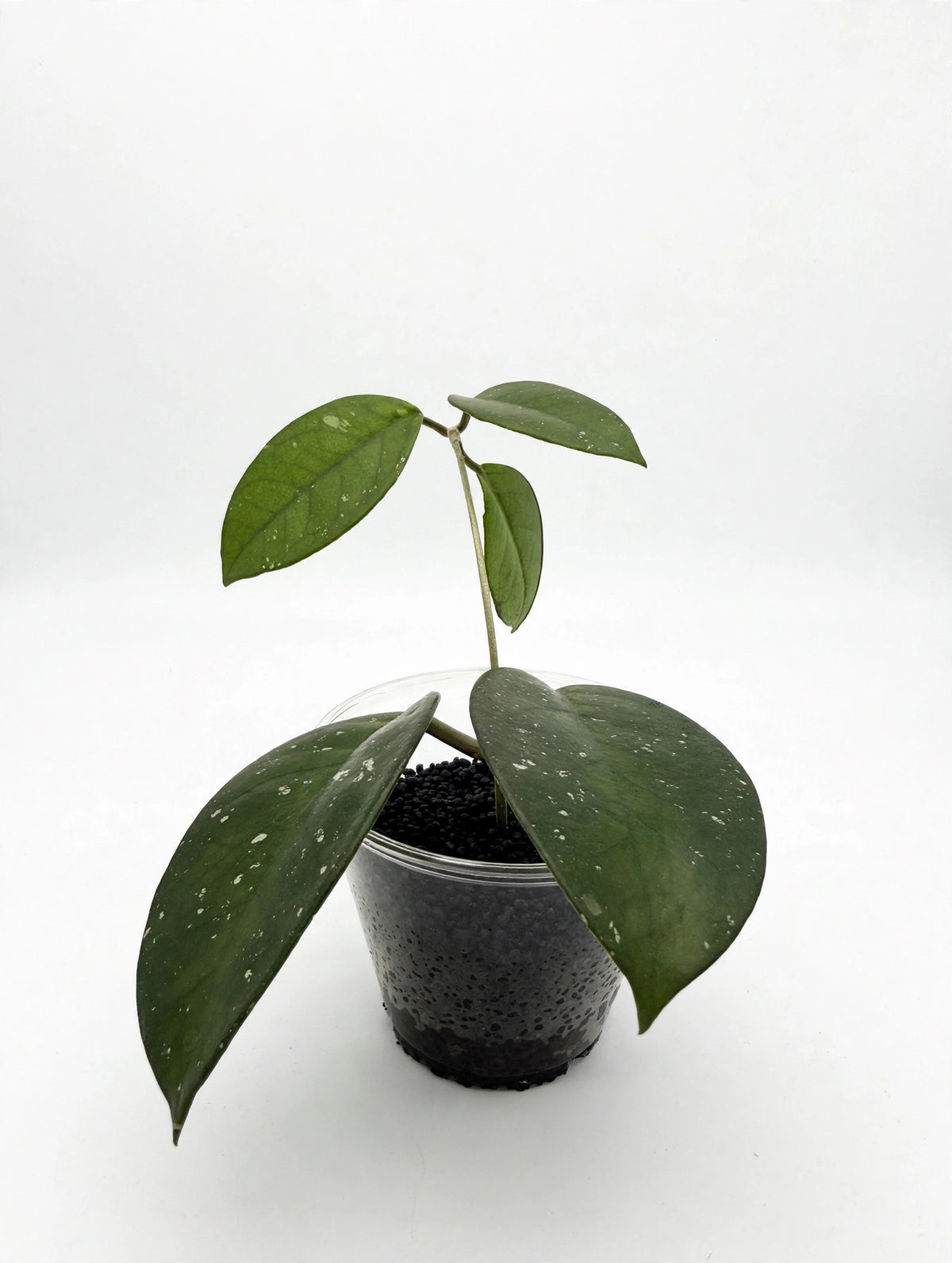 Hoya Fungii — Rooted Cutting