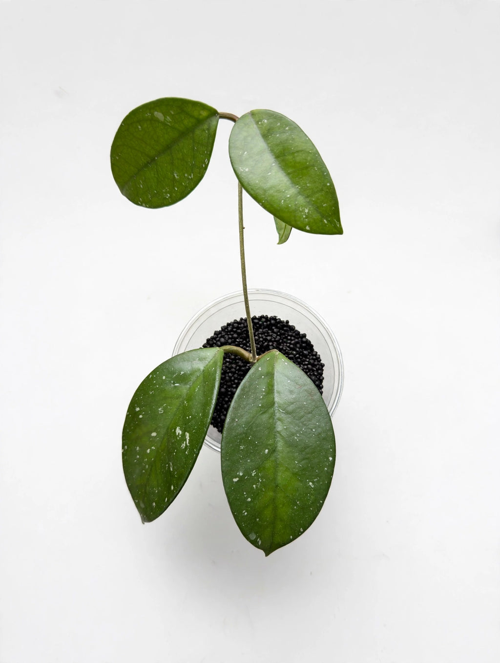 Hoya Fungii — Rooted Cutting