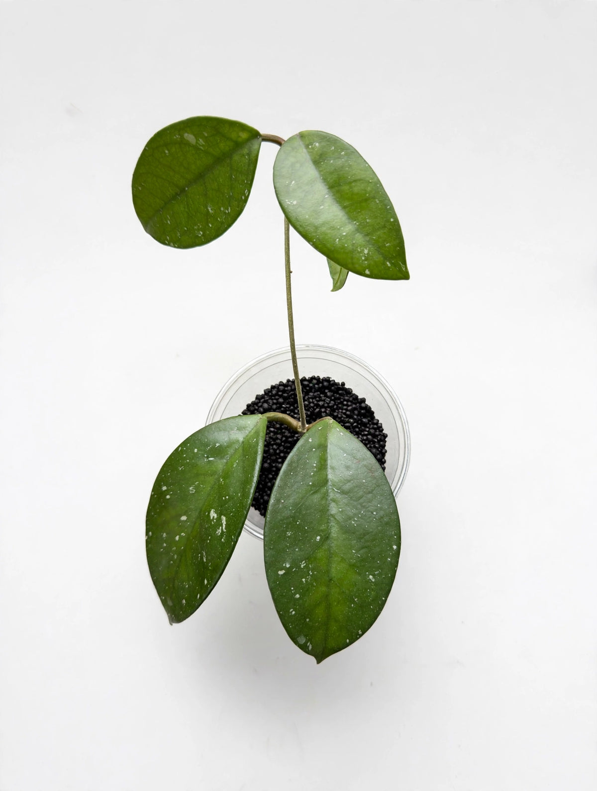 Hoya Fungii — Rooted Cutting