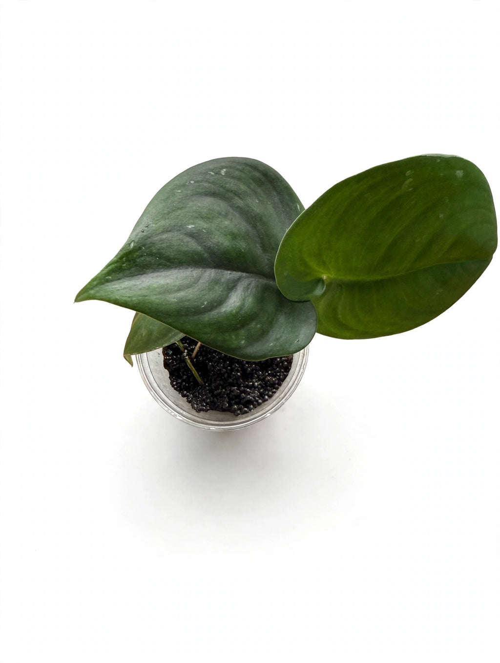 Scindapsus Jade
