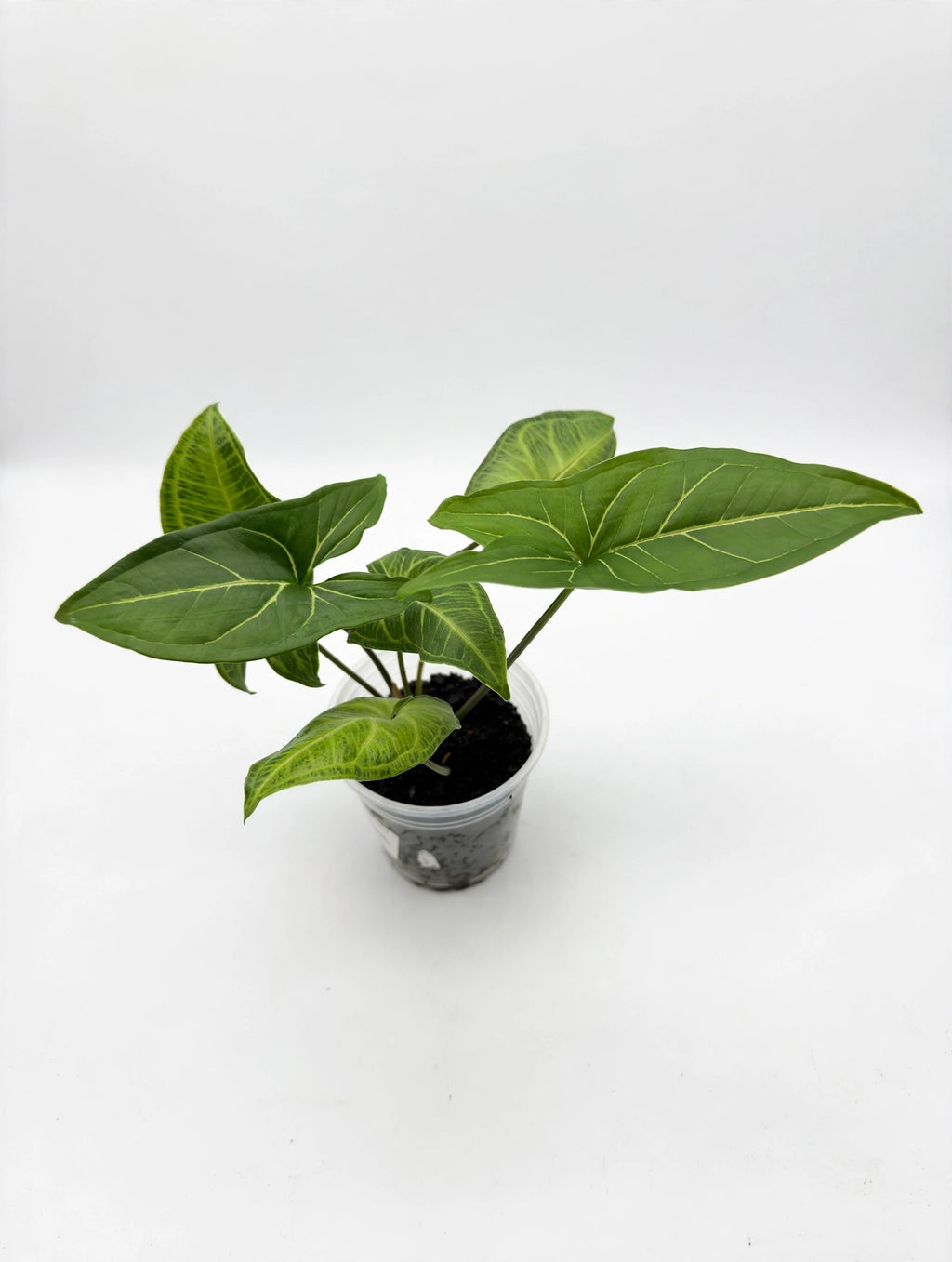 Syngonium Batik — Silver Marbled
