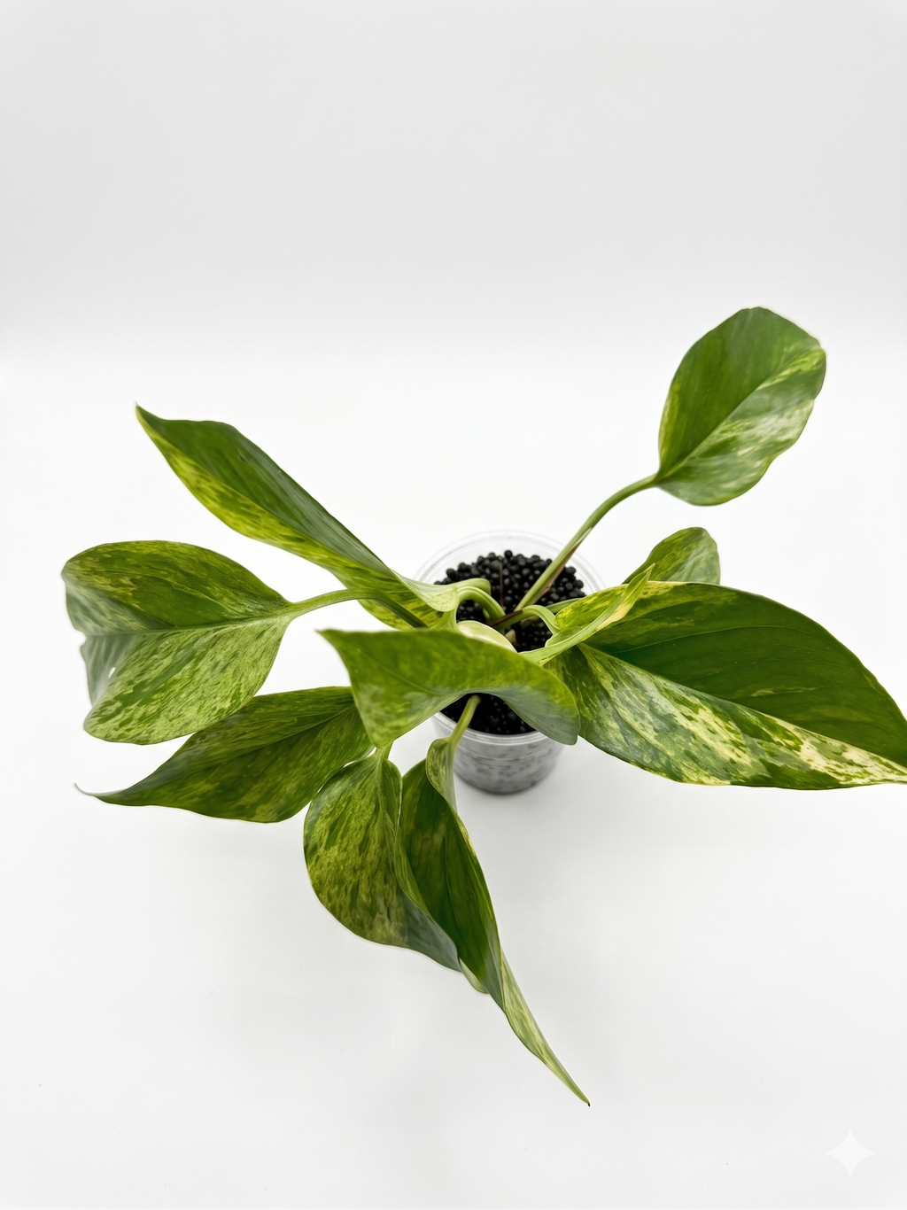 Marble Queen Pothos