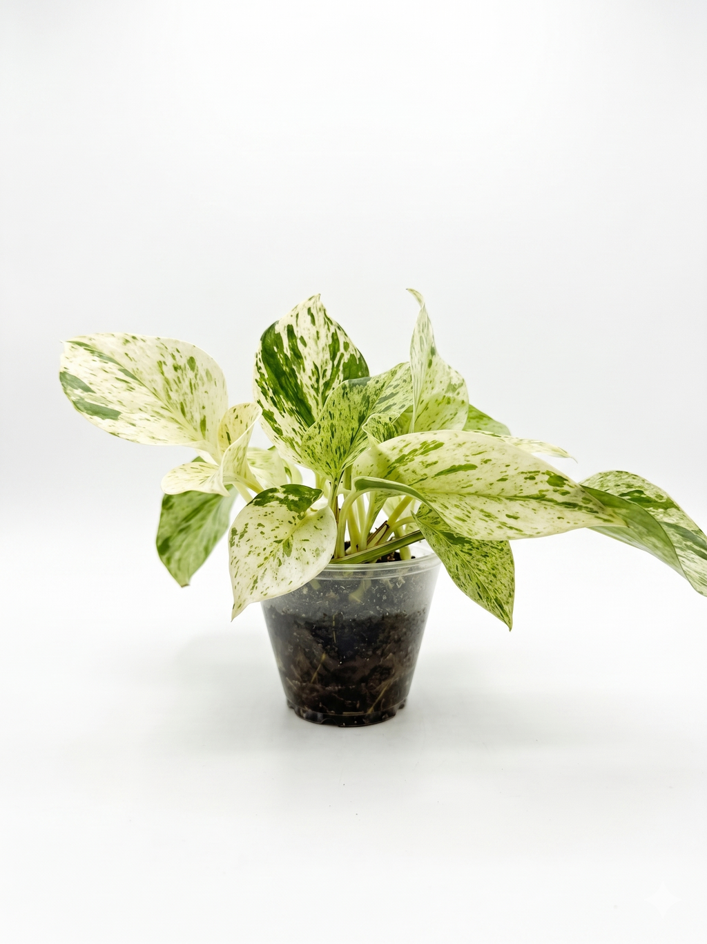 Marble Queen Pothos (High Variegation) 4"