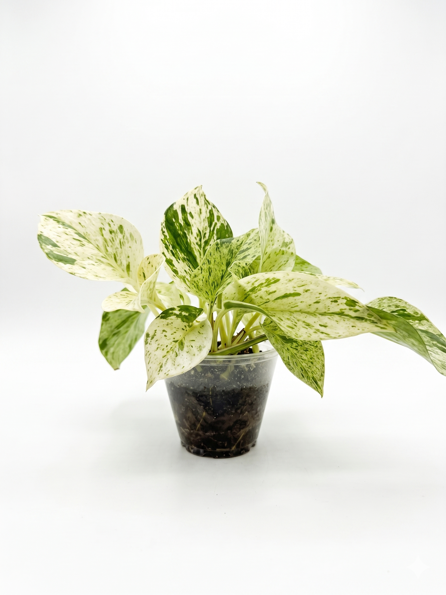 Marble Queen Pothos (High Variegation) 4"