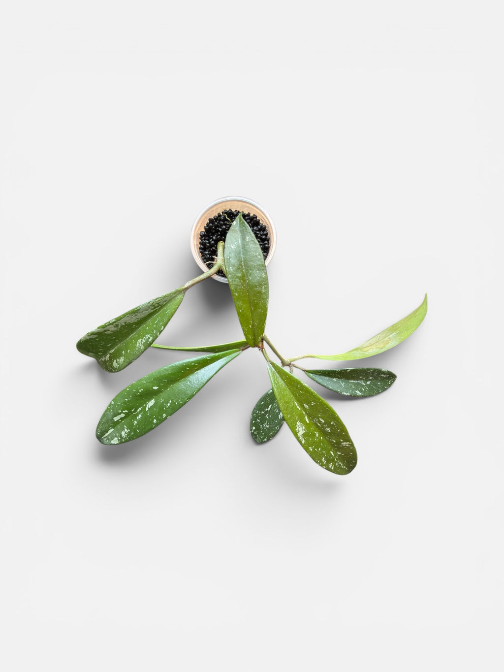 Hoya Pubicalyx Splash