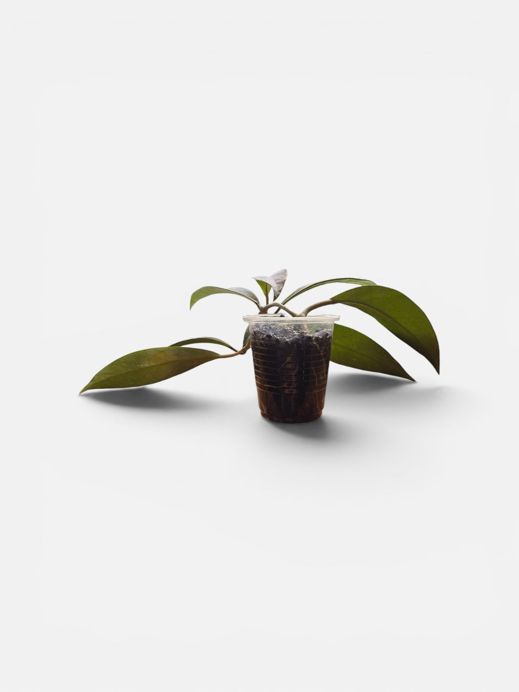 Hoya Pubicalyx Splash
