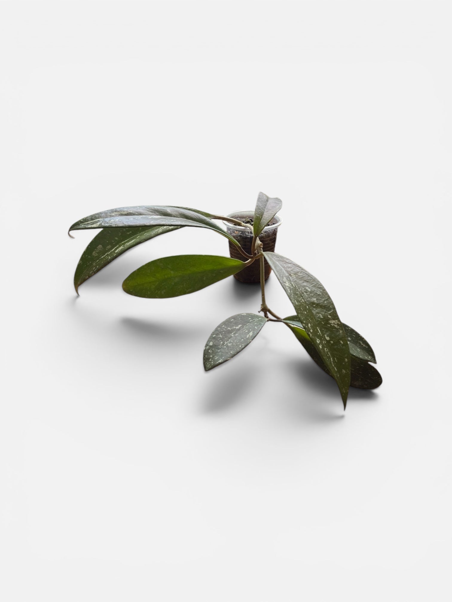 Hoya Pubicalyx Splash