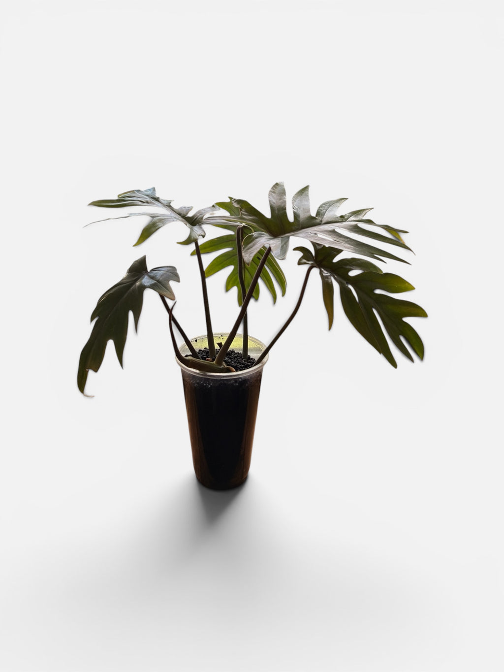 Philodendron Mayoi