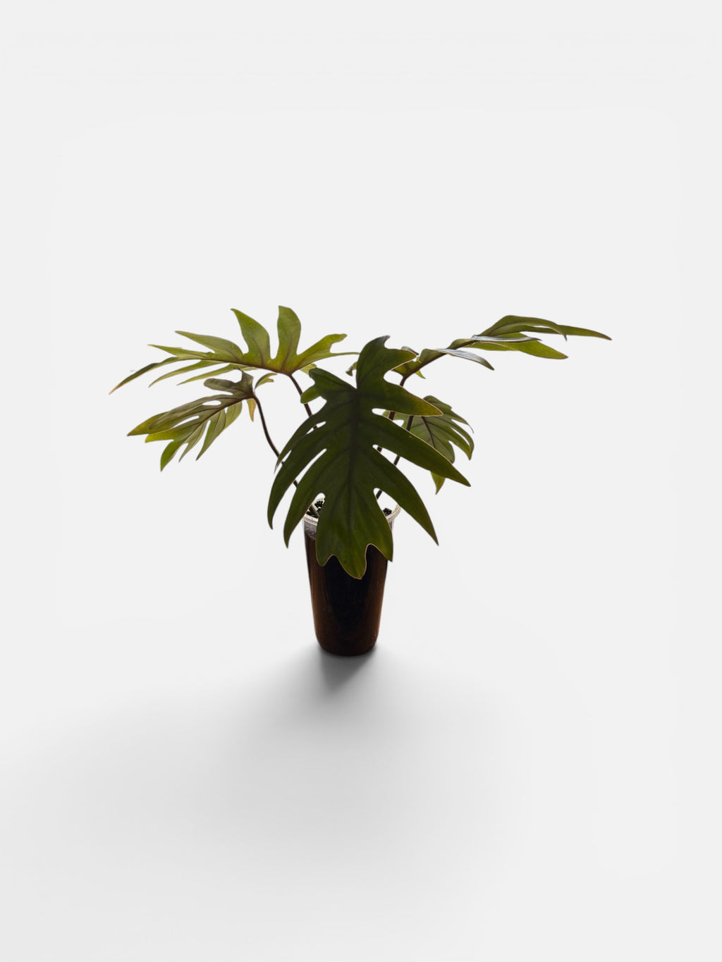 Philodendron Mayoi