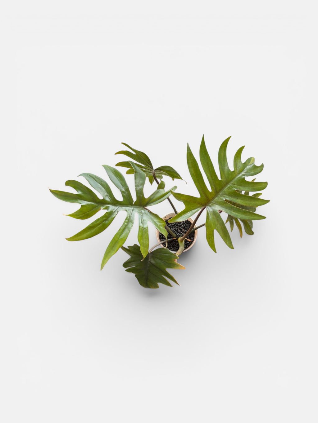 Philodendron Mayoi