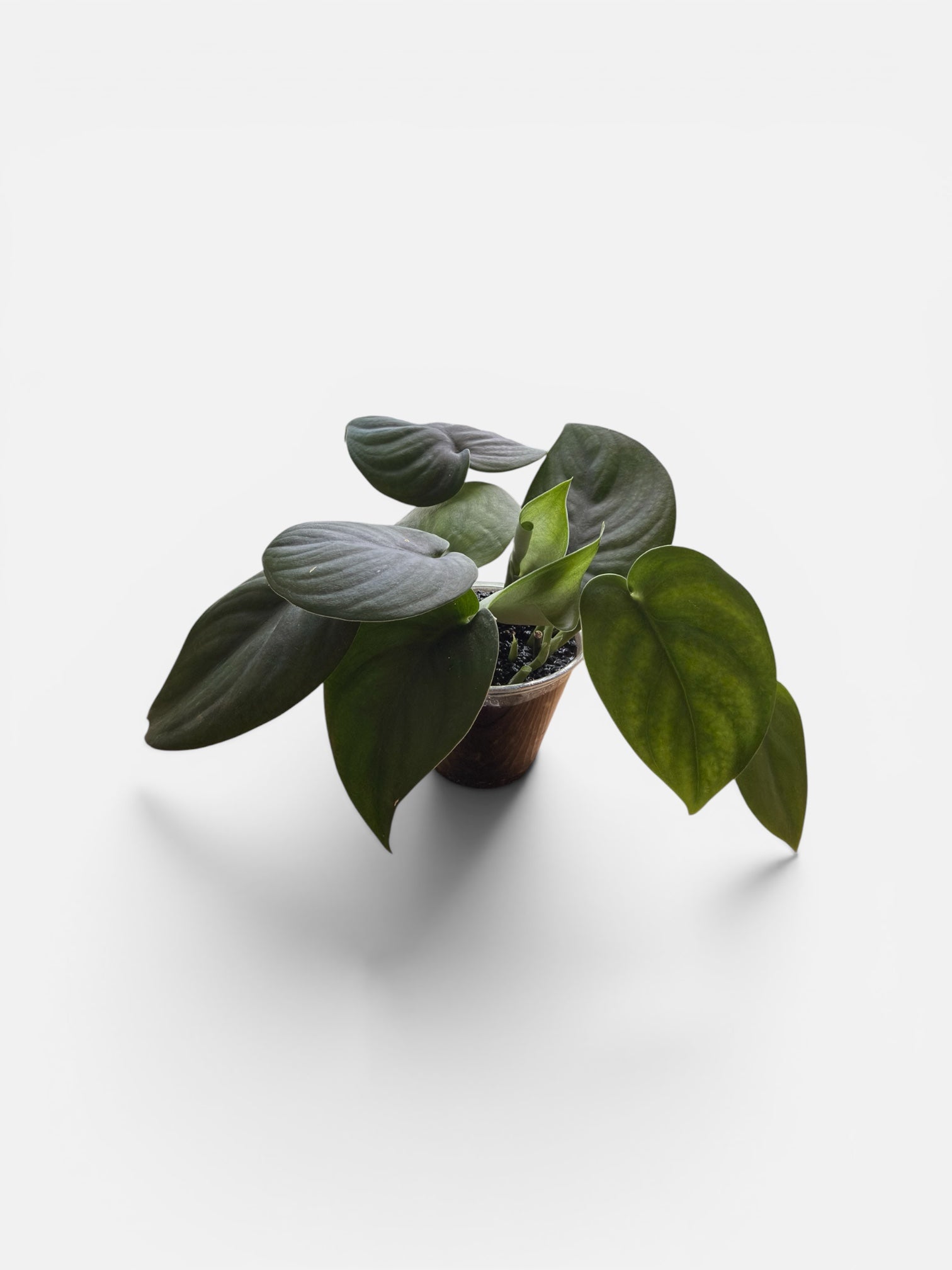 Scindapsus Jade
