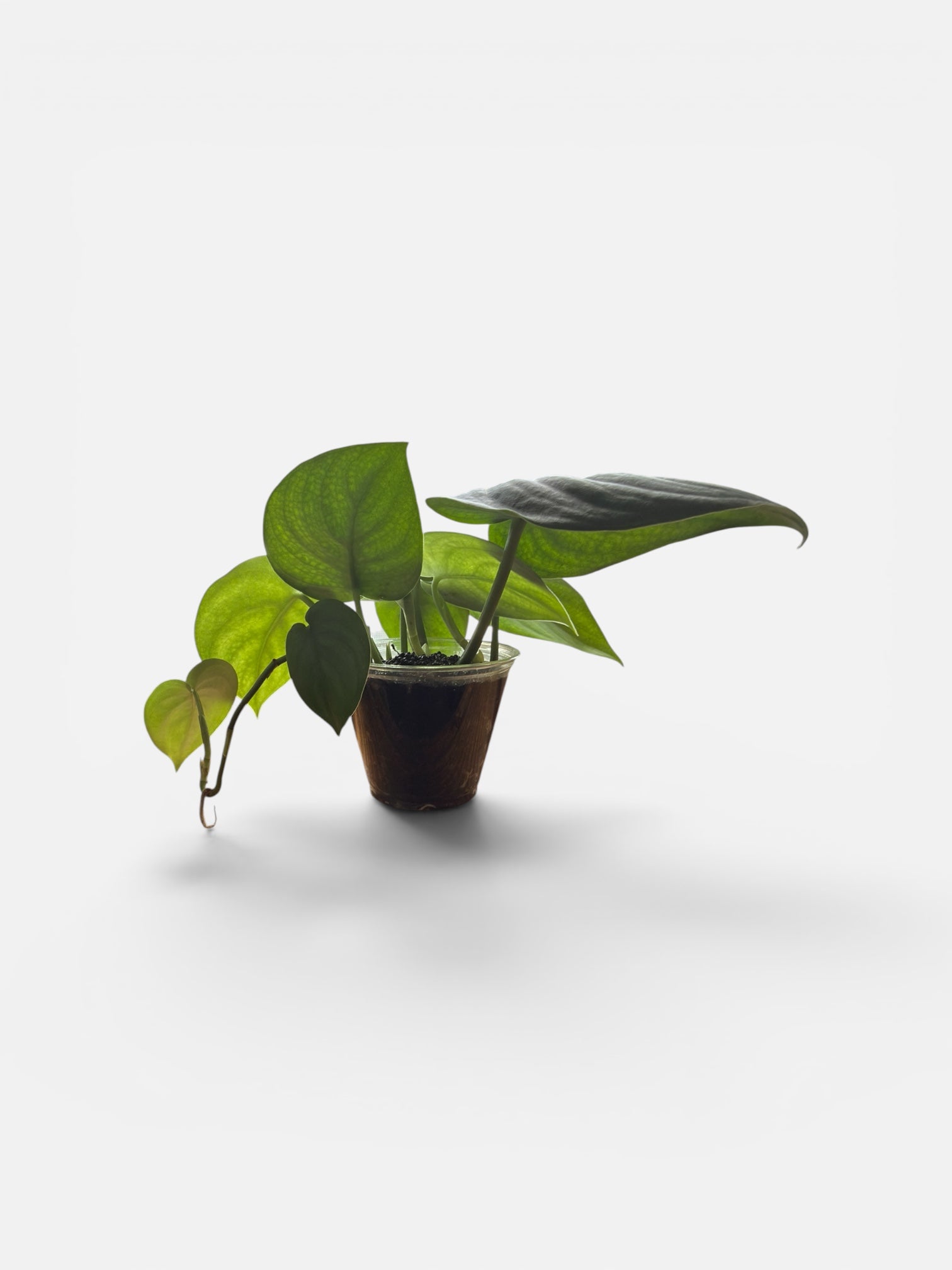 Scindapsus Jade