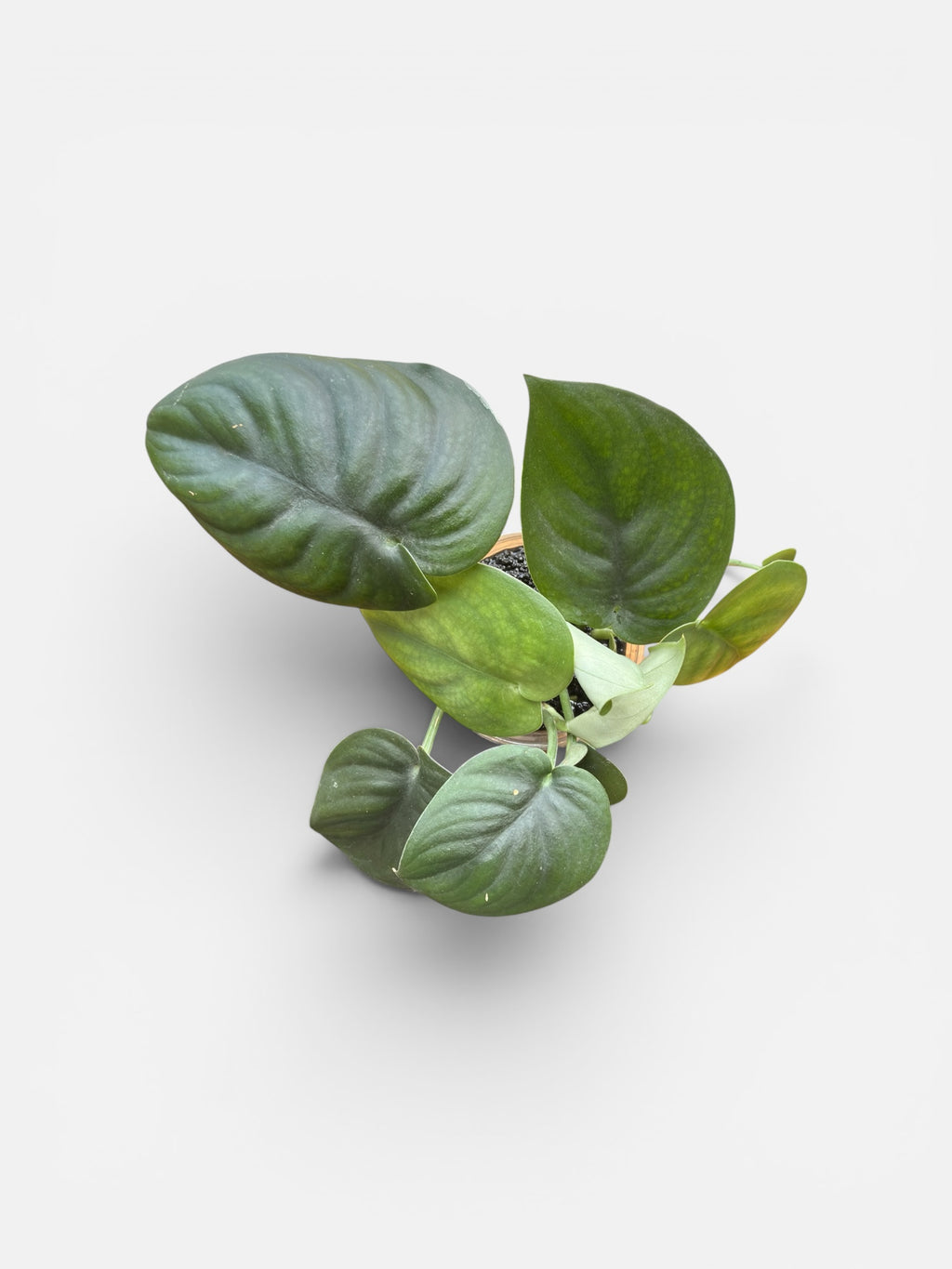 Scindapsus Jade
