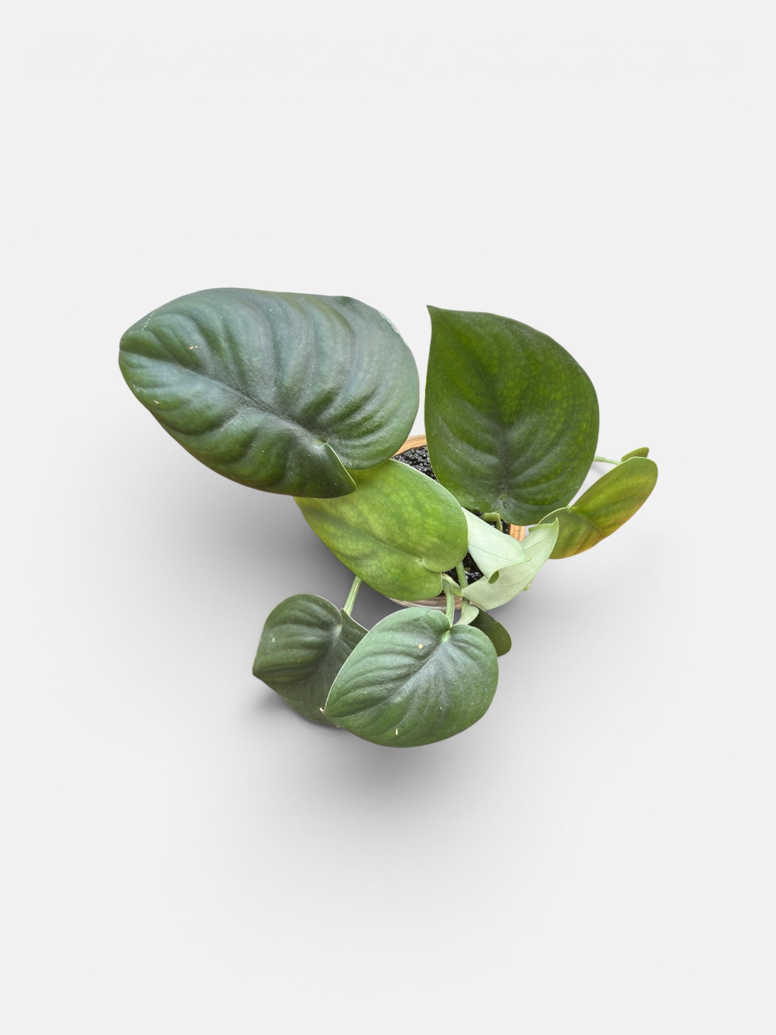 Scindapsus Jade