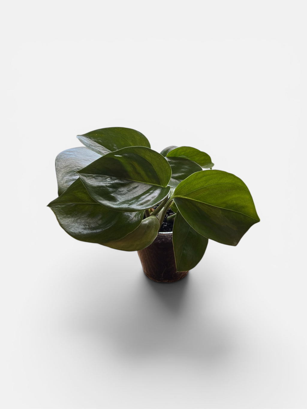Manjula Pothos (Green Form) 4"