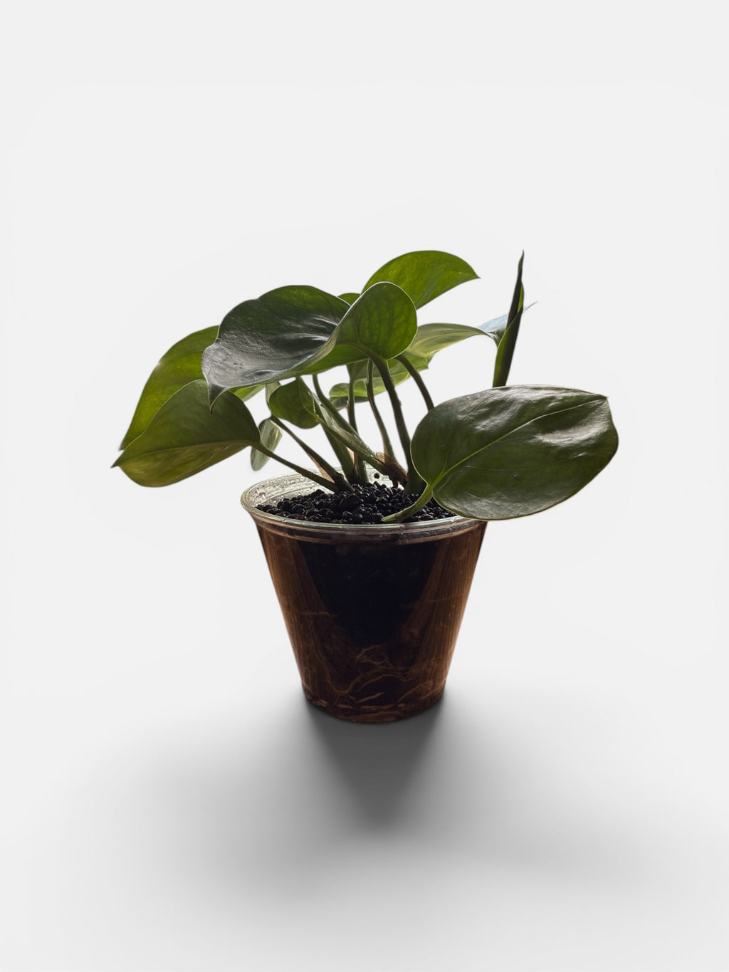 Manjula Pothos (Green Form) 4"
