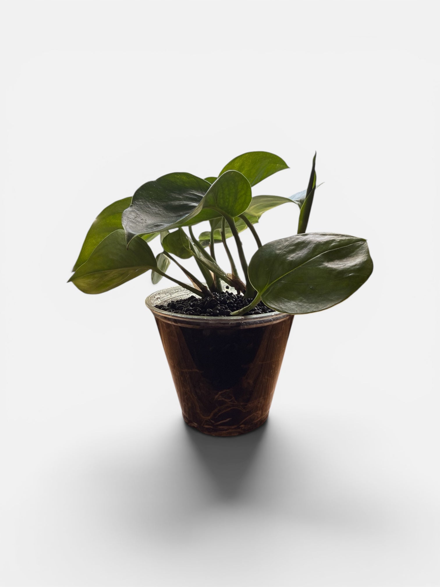 Manjula Pothos (Green Form) 4"
