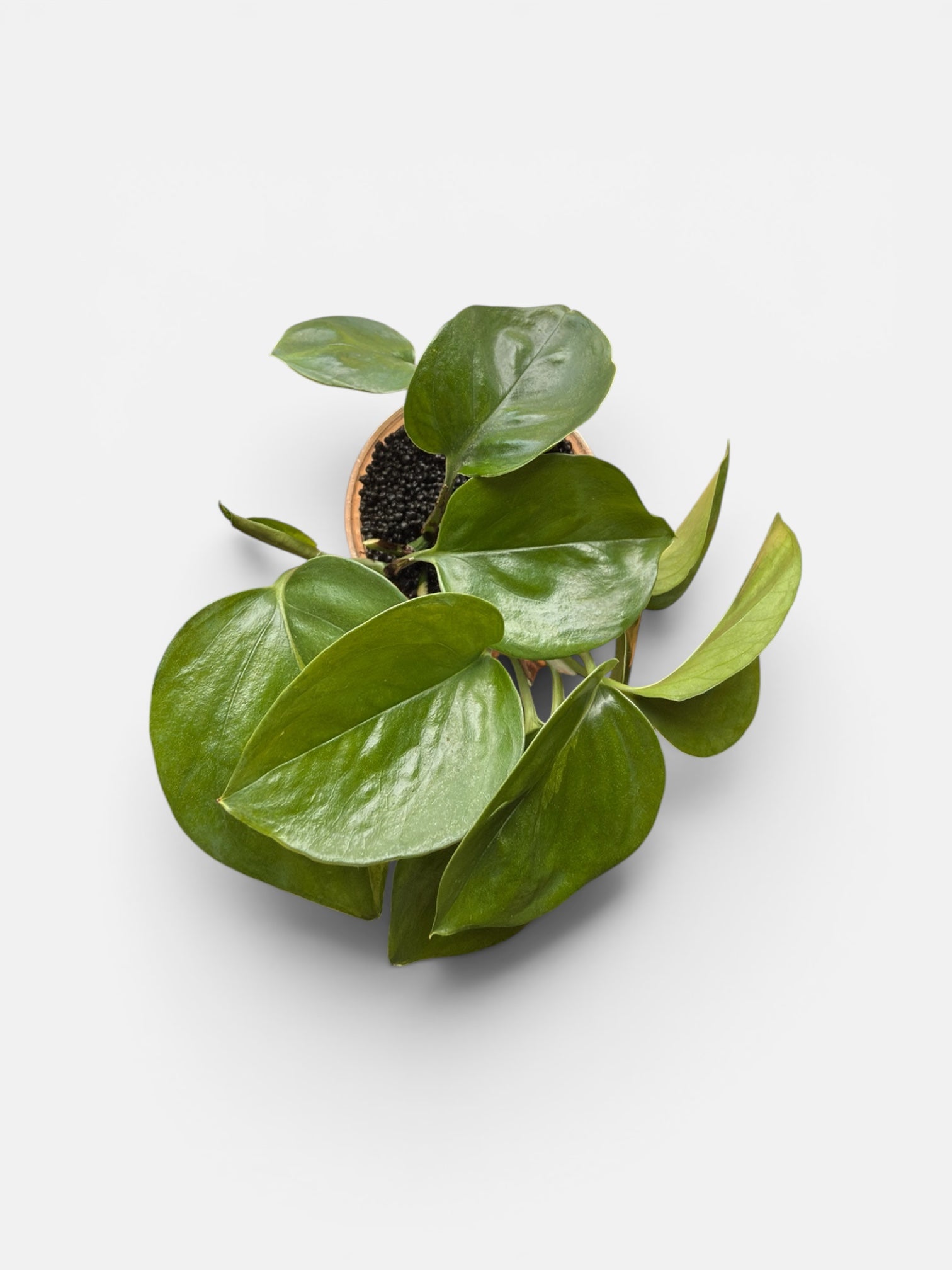 Manjula Pothos (Green Form) 4"