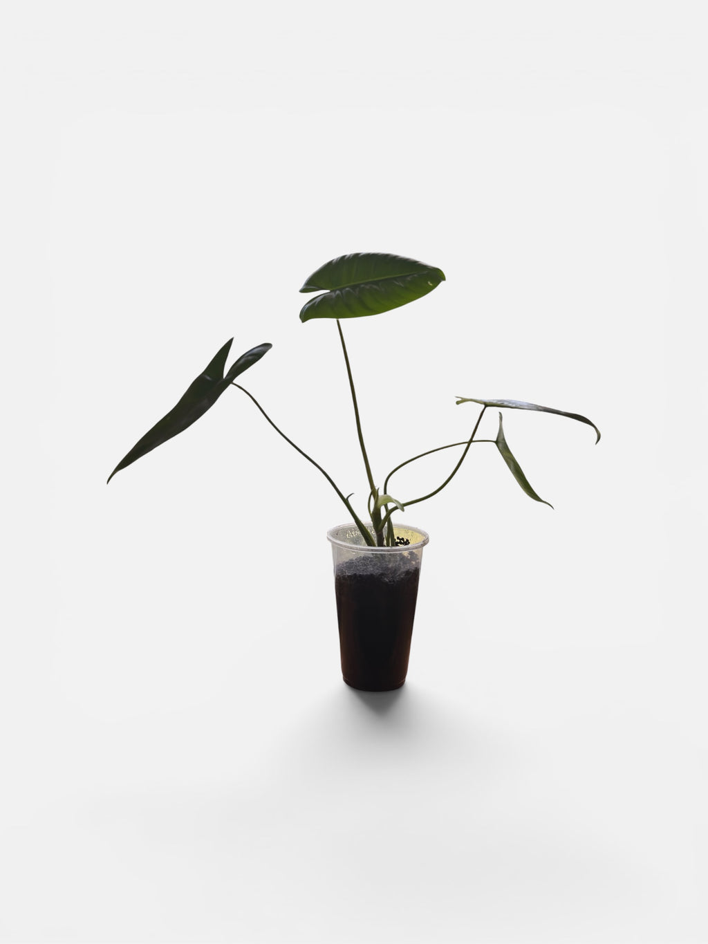 Philodendron Burle Marx 4" (Specimen B)