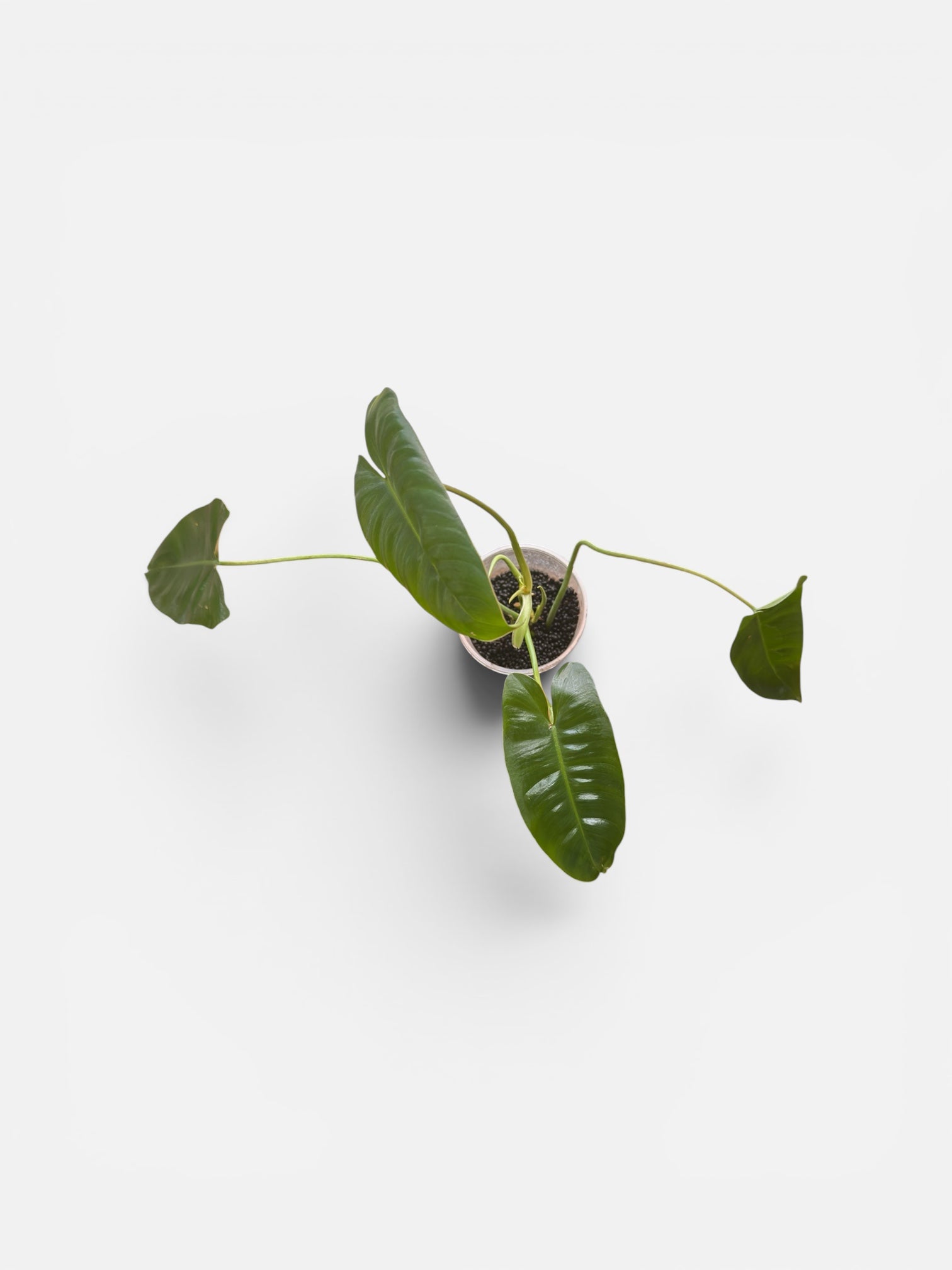 Philodendron Burle Marx 4" (Specimen B)