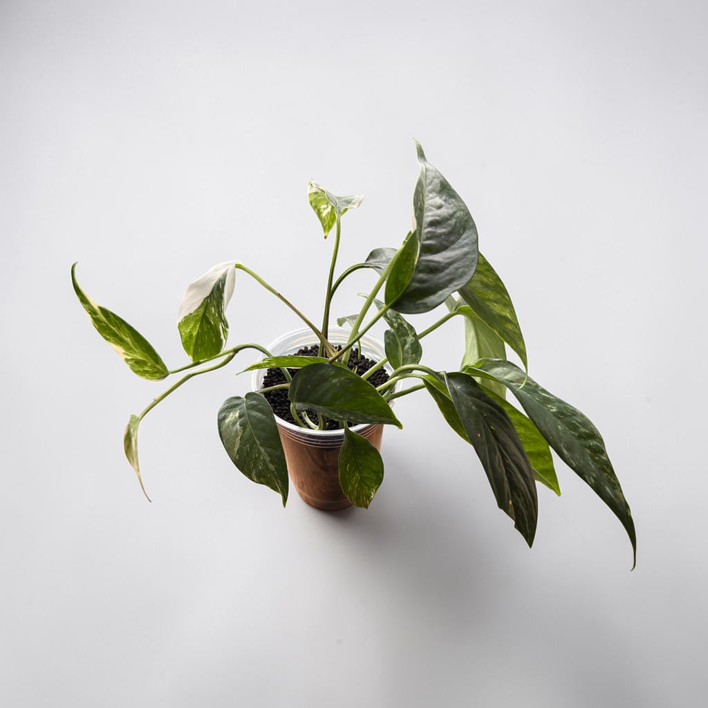 Epipremnum Pinnatum Albo Variegata