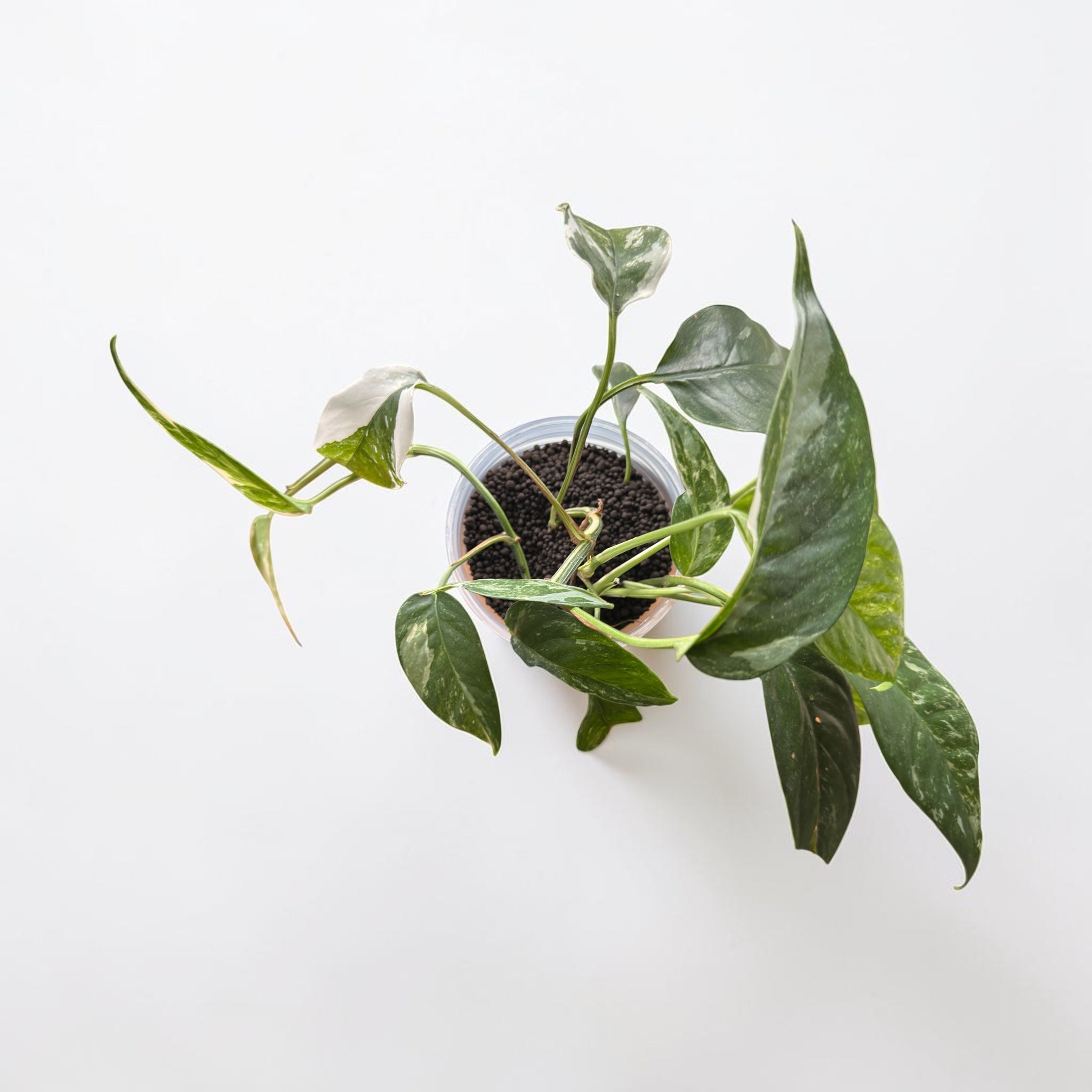 Epipremnum Pinnatum Albo Variegata