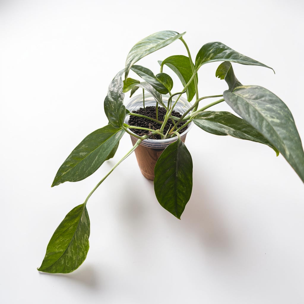 Epipremnum Pinnatum Albo Variegata