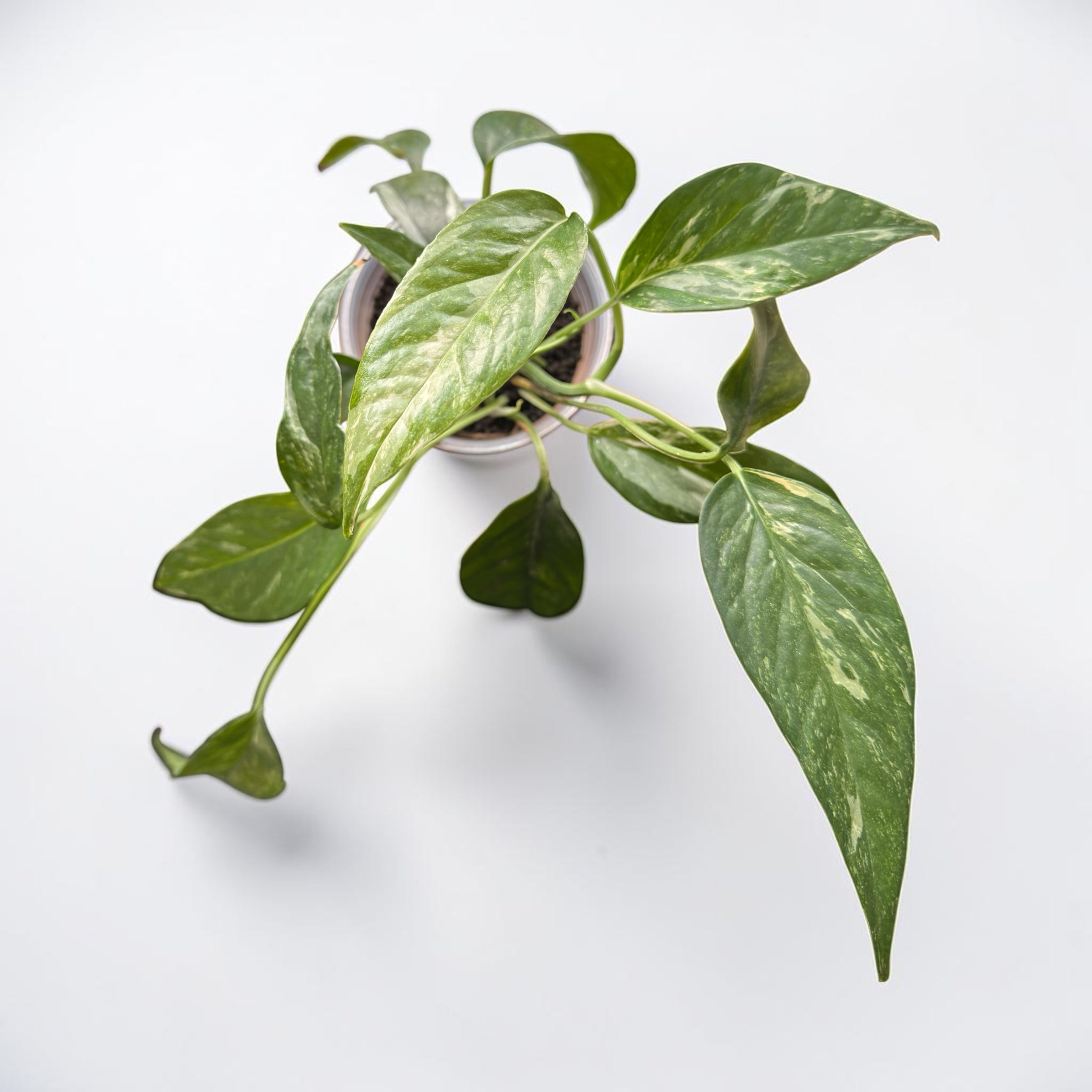 Epipremnum Pinnatum Albo Variegata